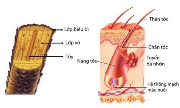 Thiếu máu não gây rụng tóc: Nguyên nhân và cách cải thiện