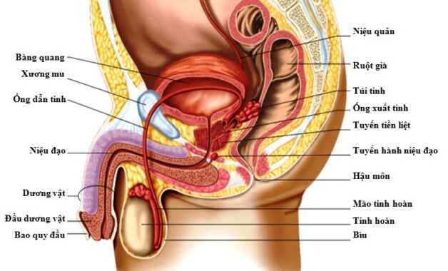 Thờ ơ với tình trạng xuất tinh ra máu gây nên hệ lụy