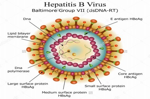 Thời gian ủ bệnh viêm gan B bao lâu?