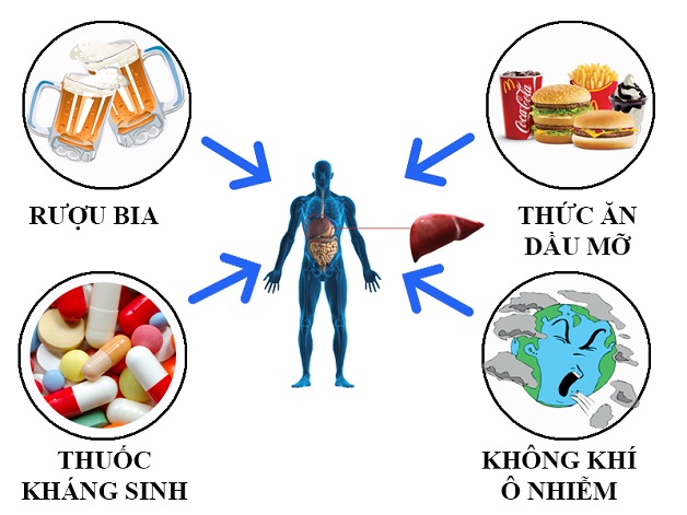 Thủ phạm đứng sau gan nhiễm mỡ độ 3 và cách điều trị