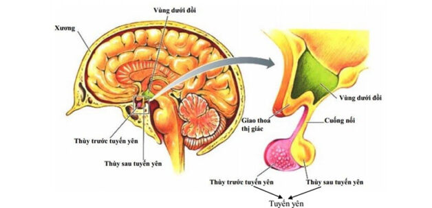 Thực phẩm tốt cho tuyến yên cần biết