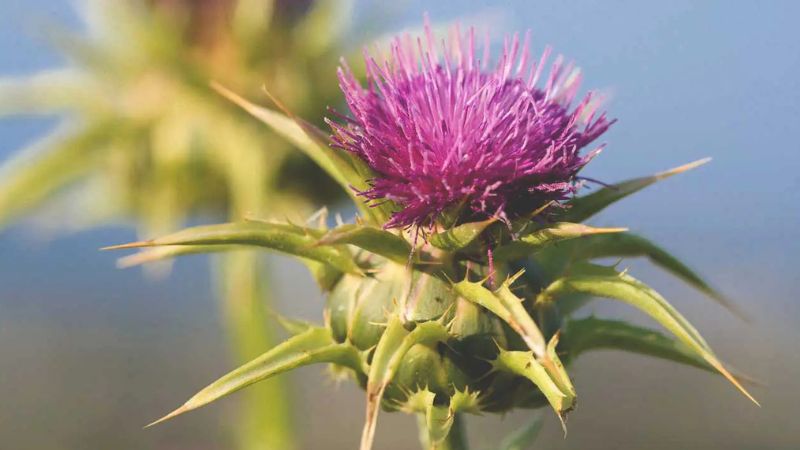 Thuốc bổ gan milk thistle: Tìm hiểu công dụng từ cây khế sữa