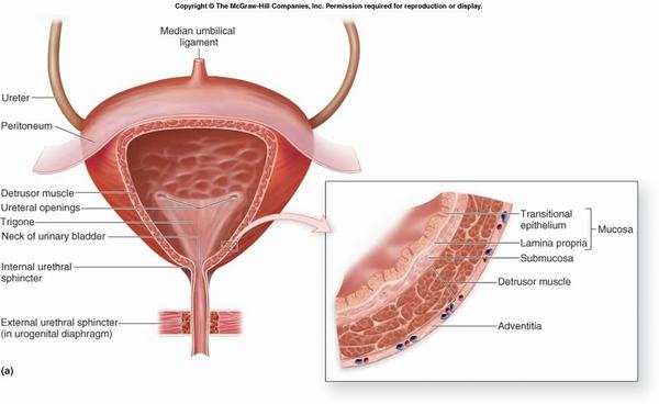 Tiết lộ các bệnh lý về bàng quang