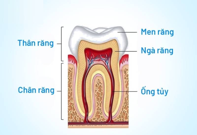 Tìm hiểu quy trình điều trị tủy răng của Bộ Y tế