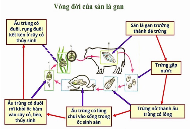 Tìm hiểu về ấu trùng sán lá gan