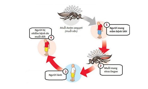 Tìm hiểu về chu kỳ của sốt xuất huyết