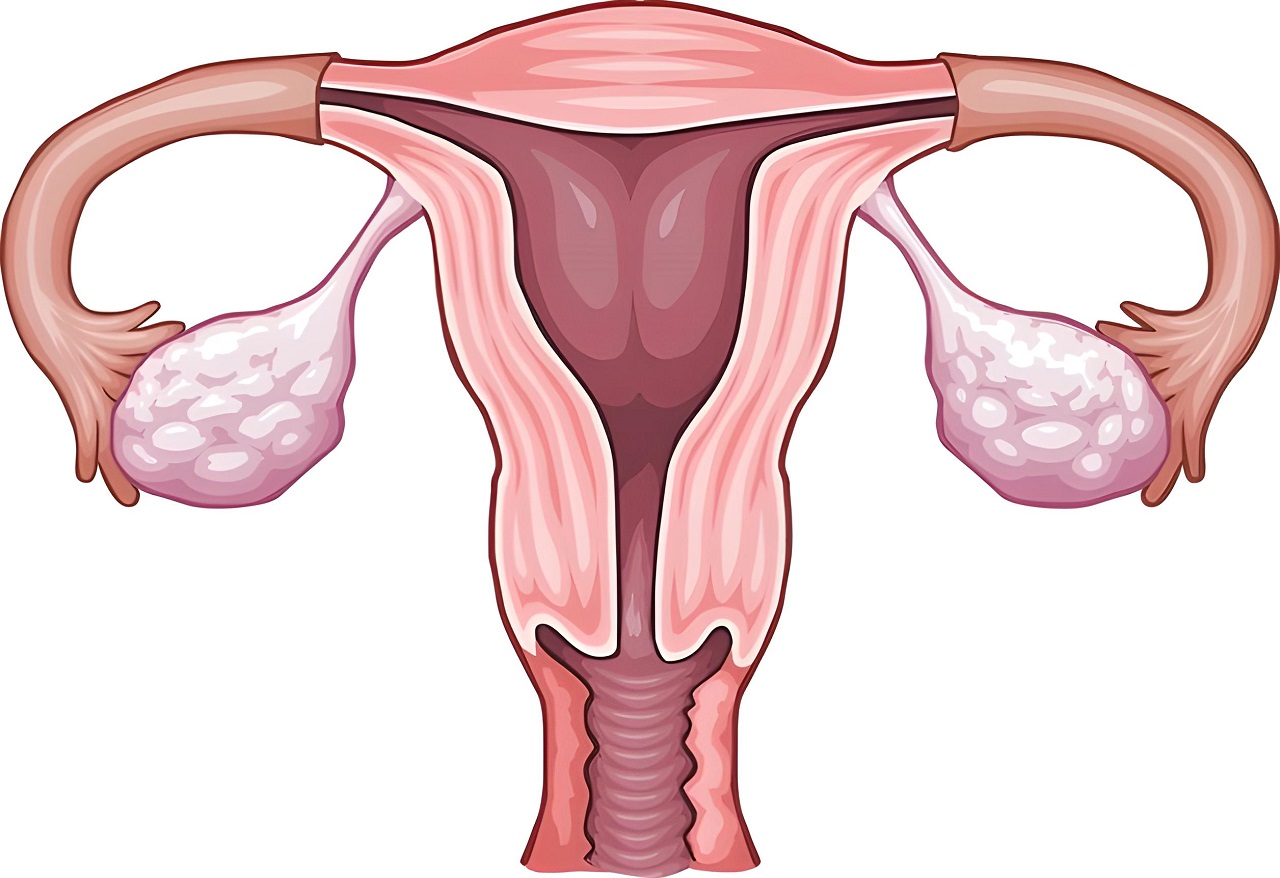 Tìm hiểu về chức năng của buồng trứng trong sinh sản