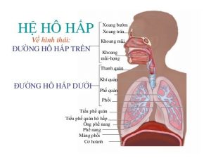 Tìm hiểu về hệ hô hấp ở trẻ nhỏ để biết cách phòng bệnh