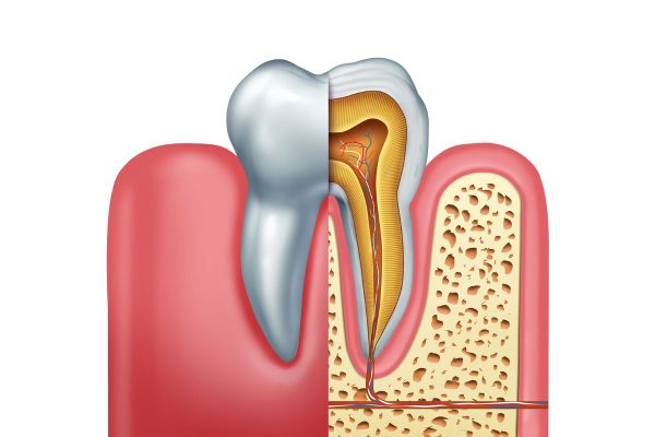 Tìm hiểu về hình thể răng trong cung hàm