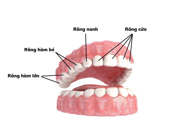 Tìm hiểu về hình thể răng trong cung hàm