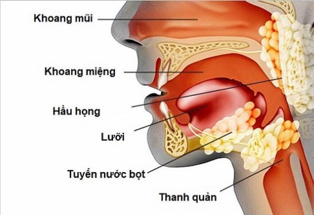 Tìm hiểu về nhiễm khuẩn đường hô hấp trên