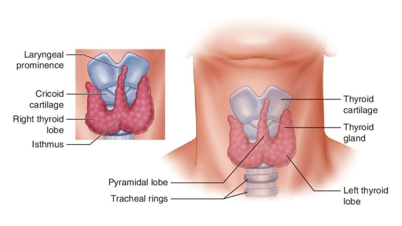 Tìm hiểu về tuyến giáp giải phẫu 