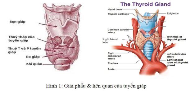 Tìm hiểu về tuyến giáp giải phẫu 