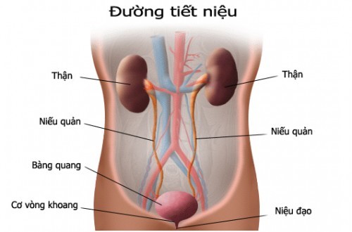 Tìm hiểu về ung thư đường tiết niệu