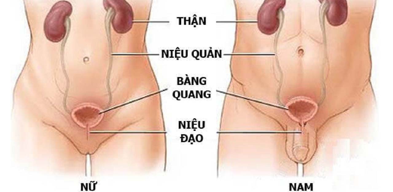 Tìm hiểu về viêm đường tiết niệu mạn tính