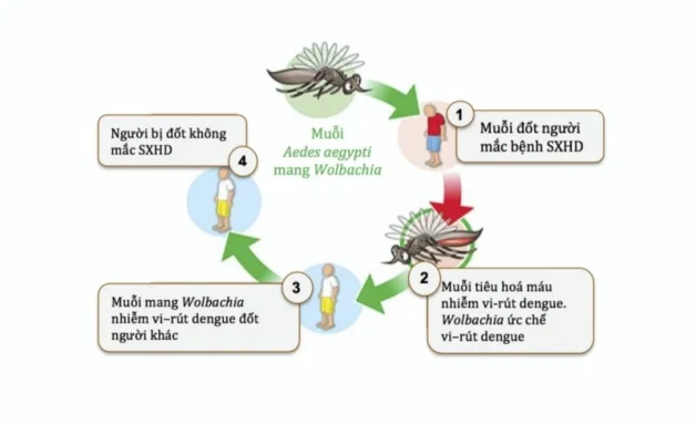 Tìm hiểu về virus gây bệnh sốt xuất huyết