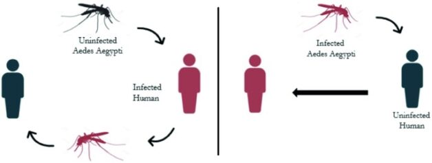 Tìm hiểu về virus sốt xuất huyết Dengue gây bệnh