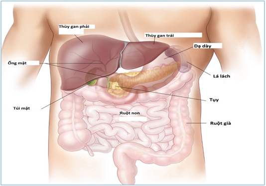 Tìm hiểu vị trí của gan và những điều “thú vị”