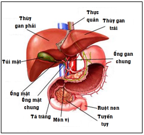 Tìm hiểu vị trí của gan và những điều “thú vị”