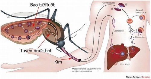 Tổng quan về bệnh sốt xuất huyết