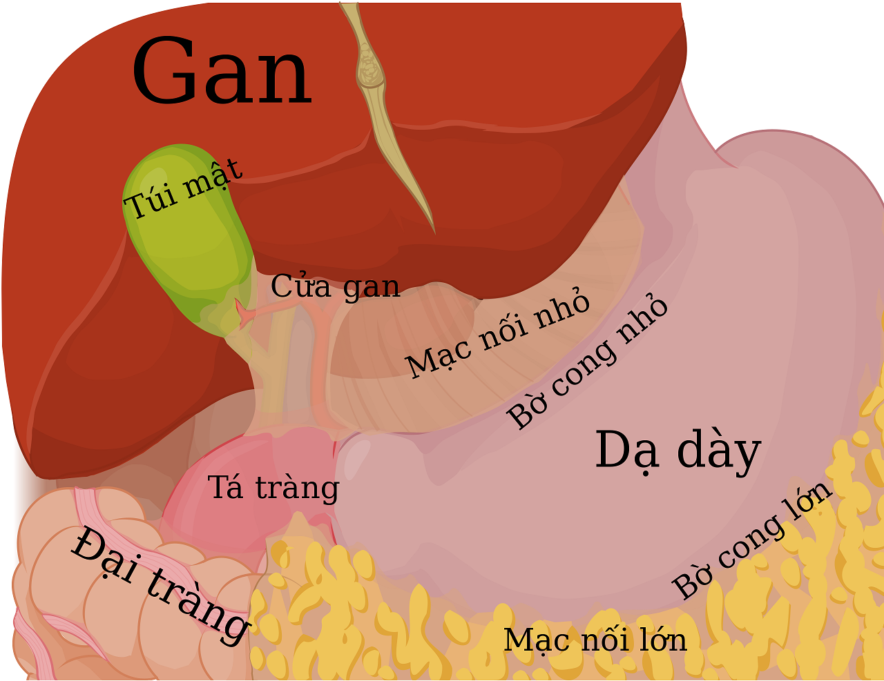 Tổng quan về bệnh viêm loét bờ cong nhỏ dạ dày