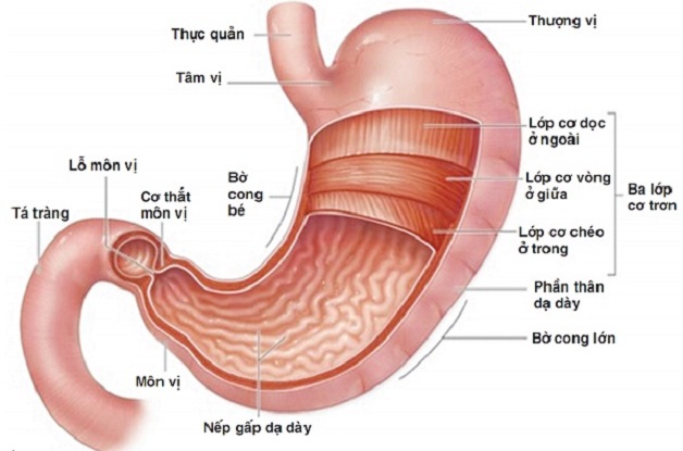 Tổng quan về bệnh viêm loét bờ cong nhỏ dạ dày