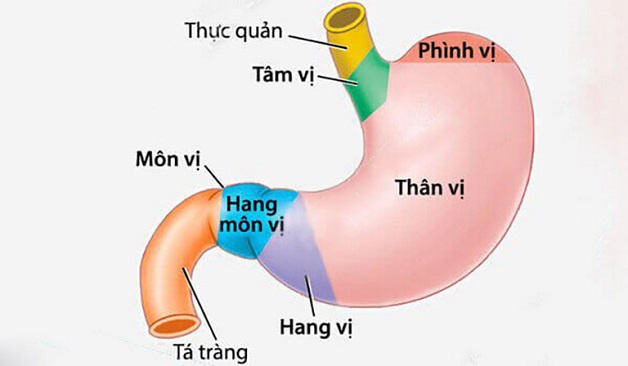 Tổng quan về loét nông hang vị và cách điều trị hiệu quả