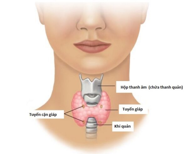 Tổng quan về tầm soát ung thư tuyến giáp ai cũng cần biết