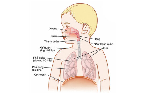 Trẻ mắc dị vật trong phế quản có nguy cơ biến chứng nguy hiểm