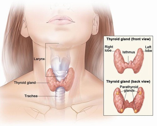 Triệu chứng u tuyến giáp thường không rõ ràng để nhận biết