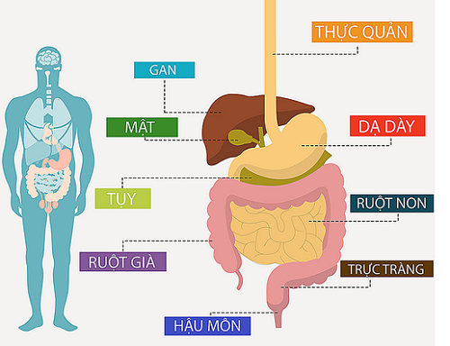 Triệu chứng ung thư đường tiêu hóa