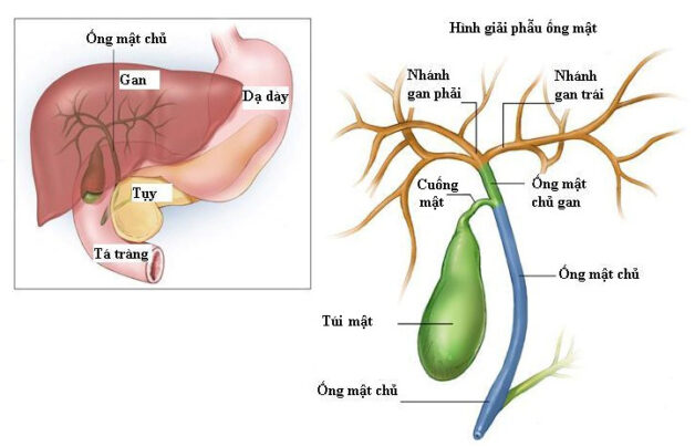 Triệu chứng viêm ruột thừa ở người già