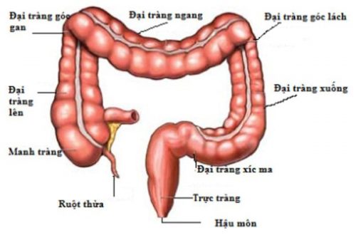 Trực tràng có tác dụng gì?