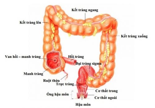 Trực tràng khác đại tràng chỗ nào?