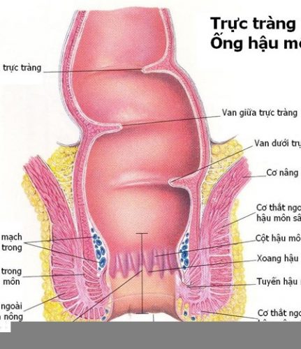 Trực tràng là bộ phận nào của cơ thể?