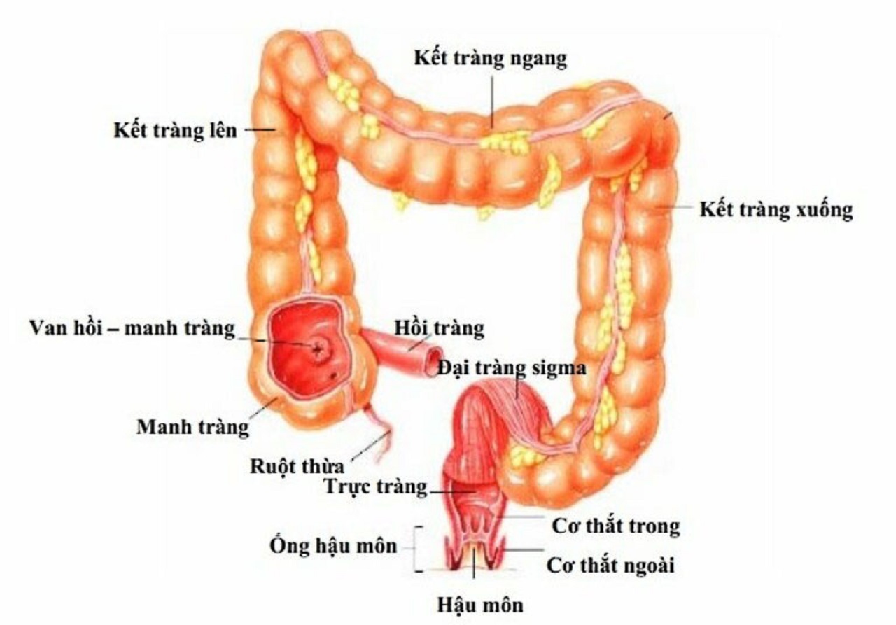 Từ A – Z về bệnh viêm hồi tràng