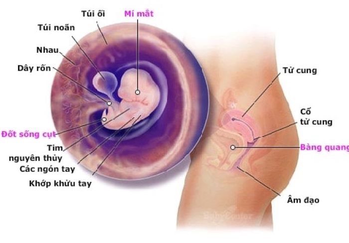 Túi noãn hoàng là gì?mẹ bầu cần biết