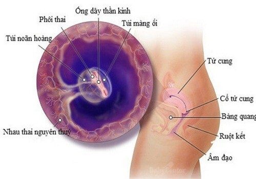 Túi noãn hoàng và những điều cần biết