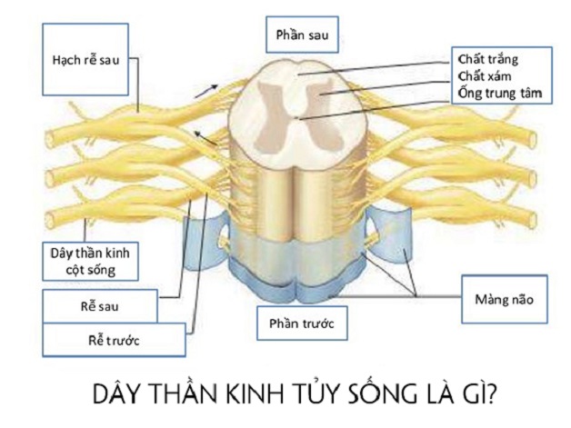 Tủy sống: cấu tạo, chức năng và bệnh lý tủy sống