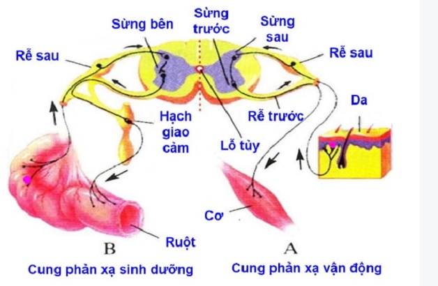 Tủy sống: cấu tạo, chức năng và bệnh lý tủy sống