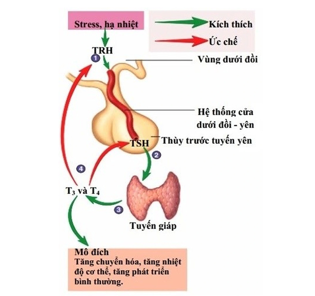 Tuyến giáp bị đau biểu hiện bệnh lý gì?