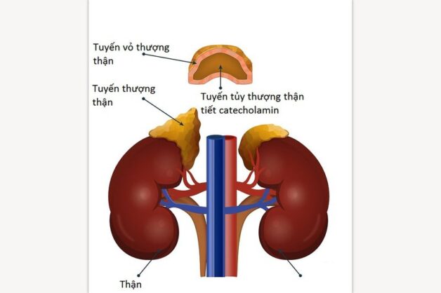 Tuyến thượng thận ở đâu và có chức năng gì?