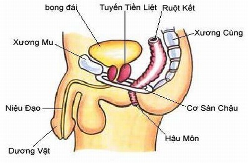 Tuyến tiền liệt là gì? nhiều người chưa biết đến