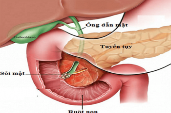 Tuyến tụy là gì? Cấu tạo, chức năng và các bệnh lý liên quan