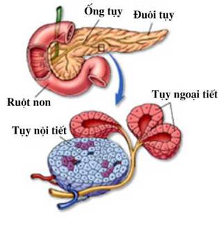 Tuyến tụy là gì? Cấu tạo, chức năng và các bệnh lý liên quan