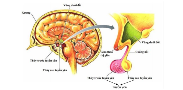 Tuyến yên nằm ở đâu và có chức năng gì?