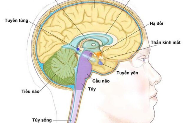 Tuyến yên nằm ở đâu và có chức năng gì?