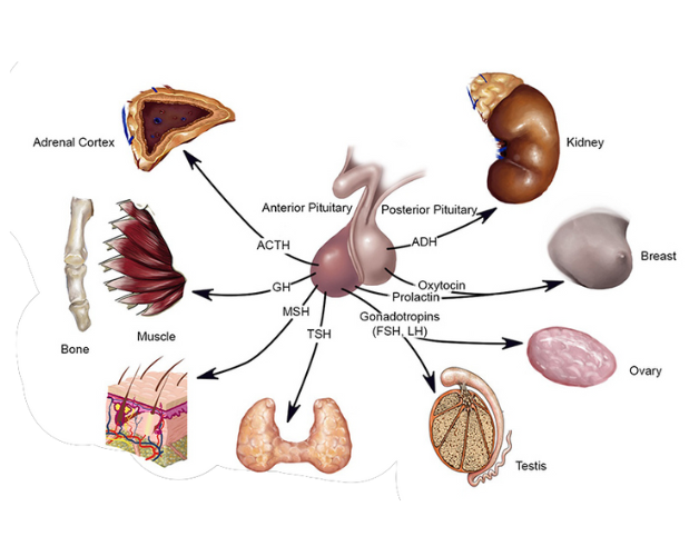 Tuyến yên nằm ở đâu và có chức năng gì?