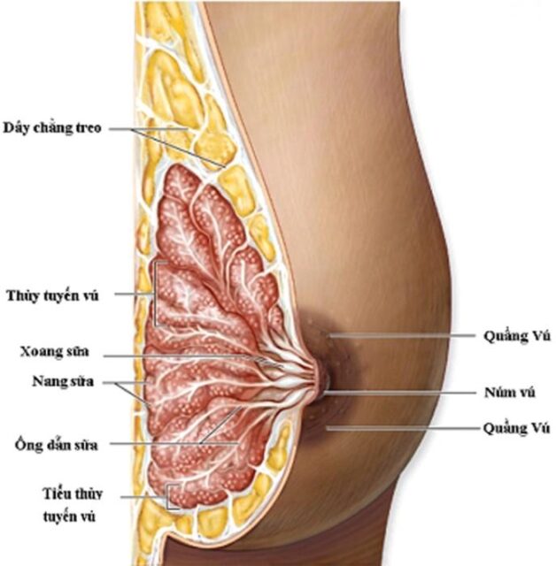 U nang tuyến vú phát hiện như thế nào?