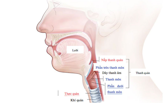 U thanh quản: Triệu chứng và cách phòng ngừa